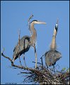 _1SB0192 great-blue herons on nest